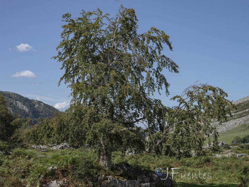 Fagus sylvatica.01