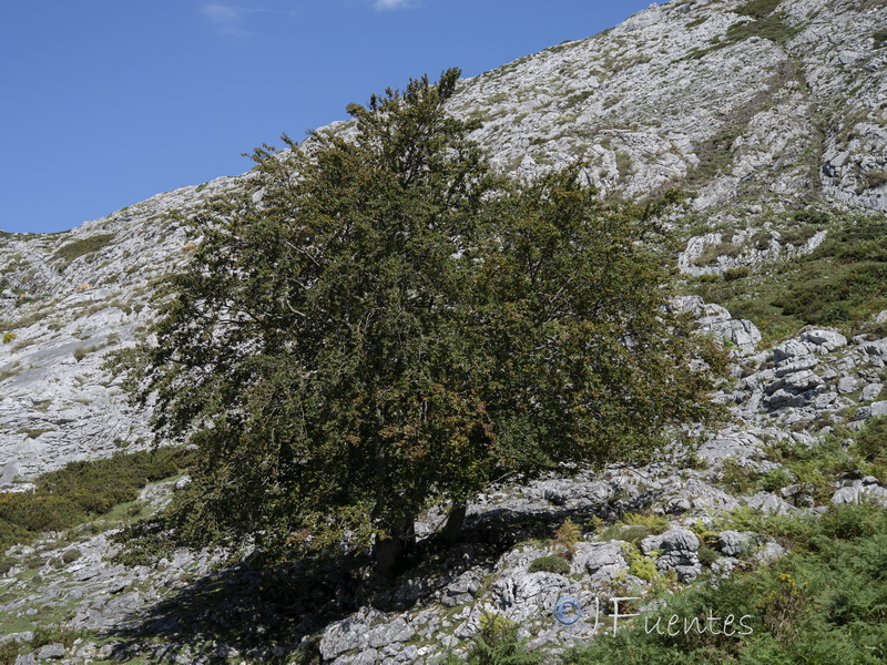 Fagus sylvatica.02