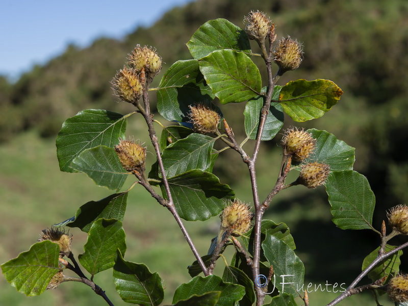 Fagus sylvatica.04