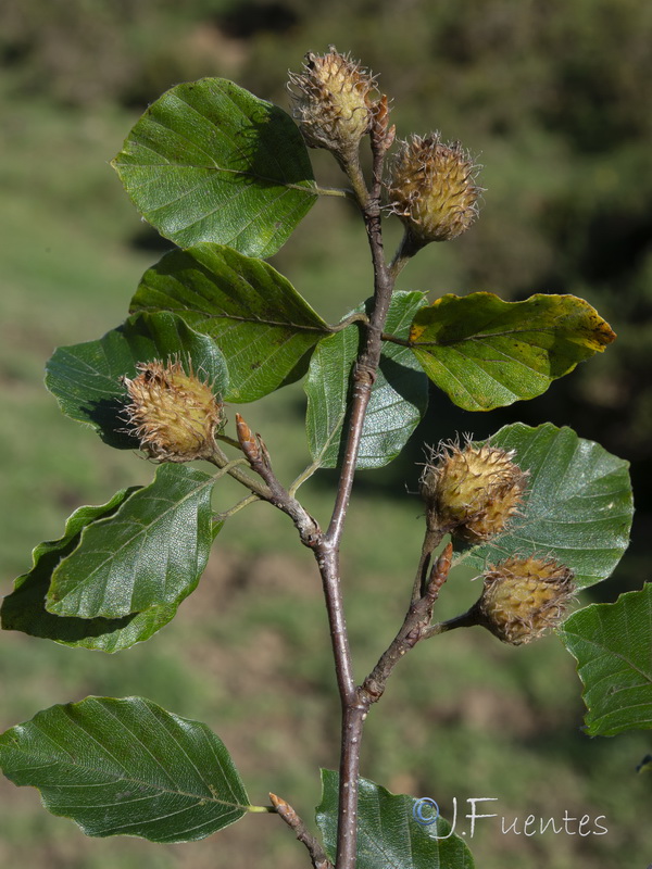 Fagus sylvatica.05