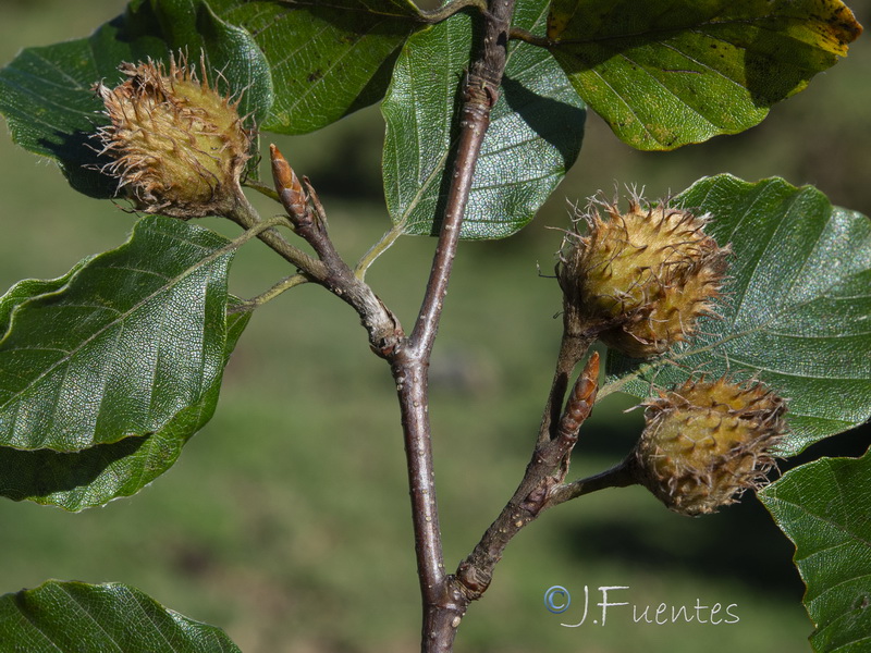 Fagus sylvatica.06