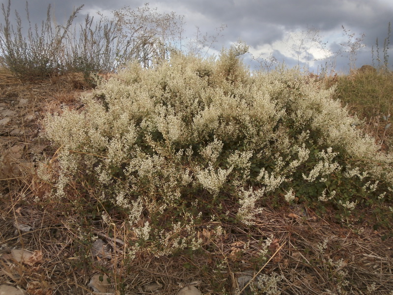 Fallopia baldschuanica.01