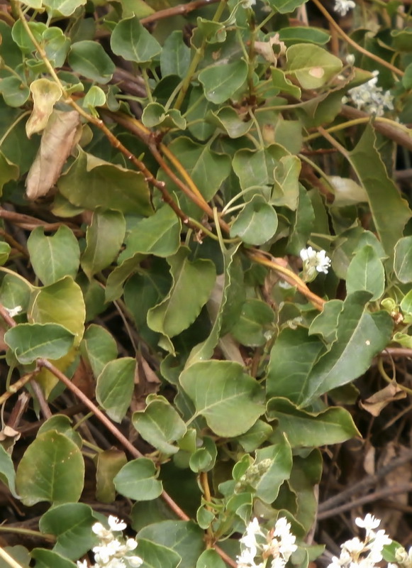 Fallopia baldschuanica.03