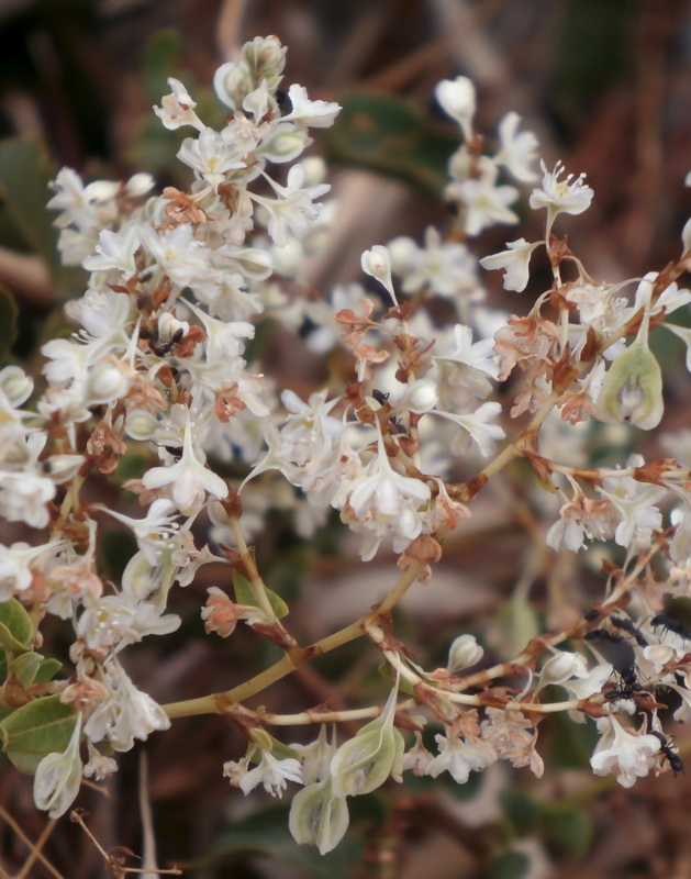 Fallopia baldschuanica.05