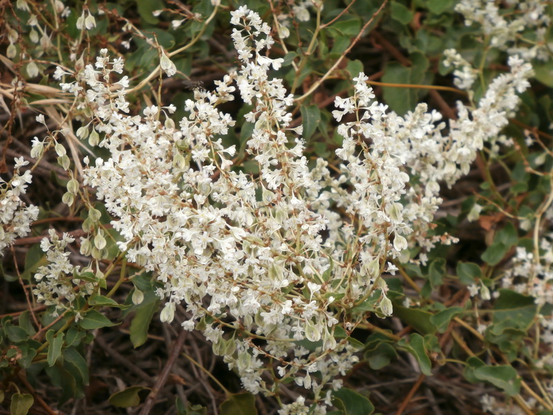 Fallopia baldschuanica.06