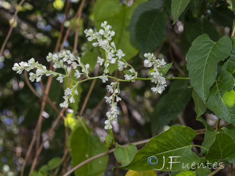 Fallopia baldschuanica.04