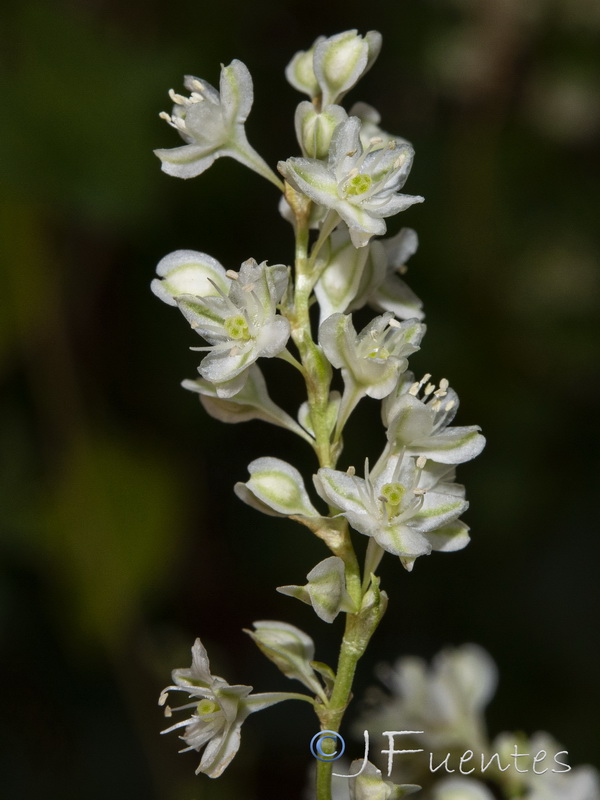 Fallopia baldschuanica.10