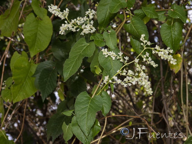Fallopia baldschuanica.02