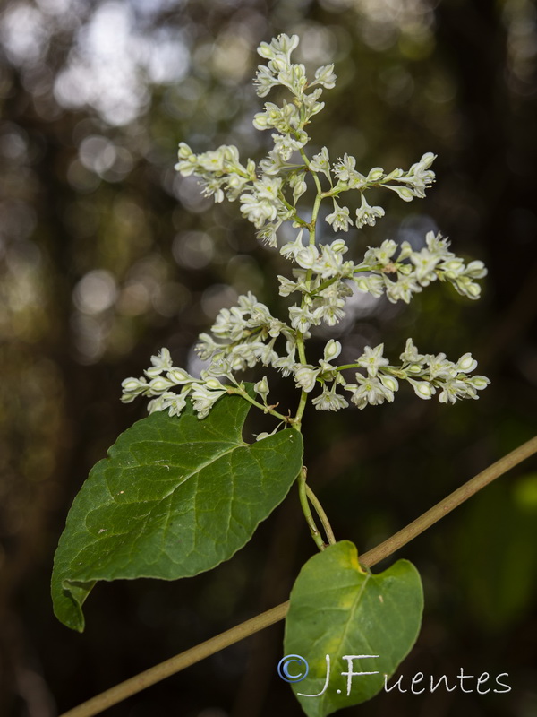 Fallopia baldschuanica.07