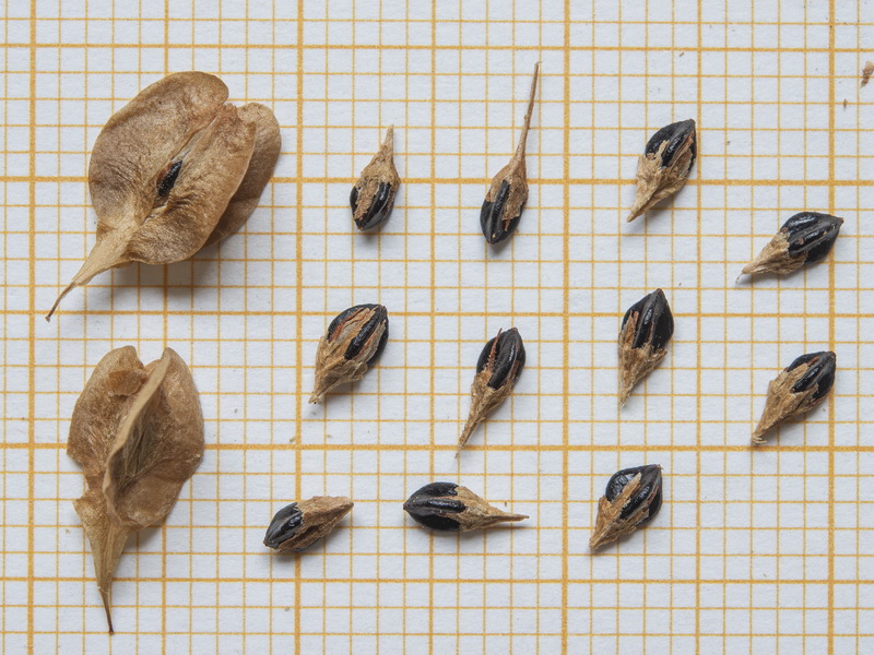 Fallopia baldschuanica