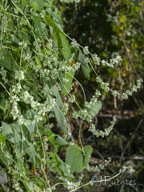 Fallopia convolvulus.01