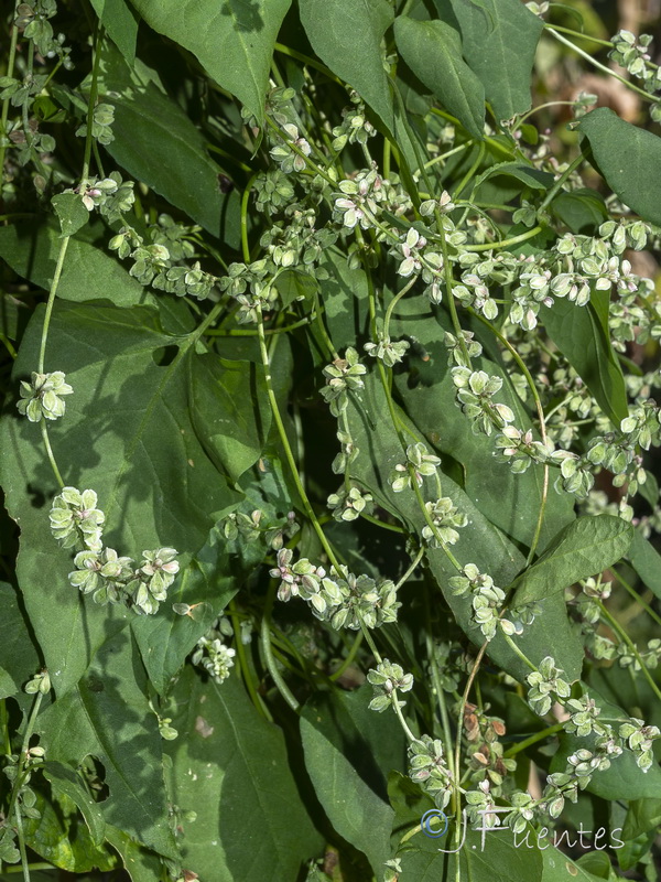Fallopia convolvulus.02