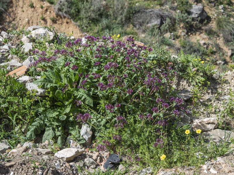 Fedia cornucopiae.01