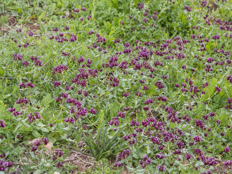 Fedia cornucopiae.02