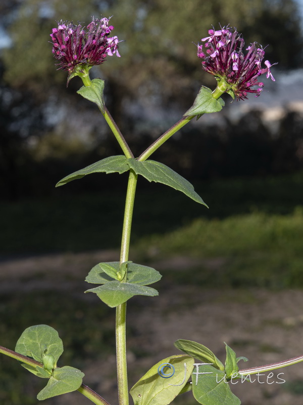 Fedia cornucopiae.15