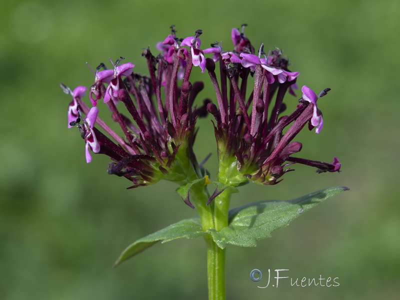 Fedia cornucopiae.11