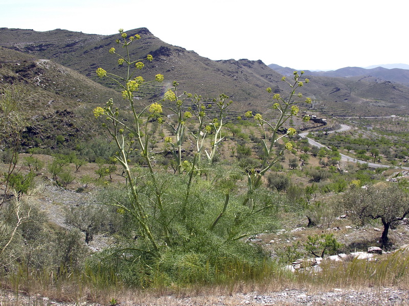 Ferula communis catalaunica.02