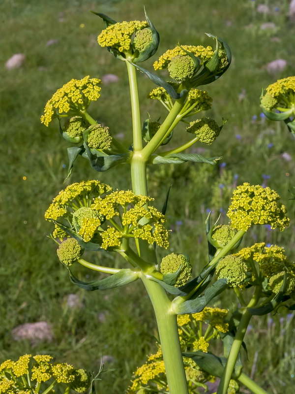Ferula communis catalaunica.11