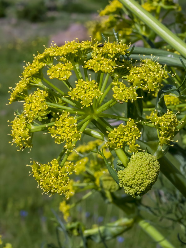 Ferula communis catalaunica.14