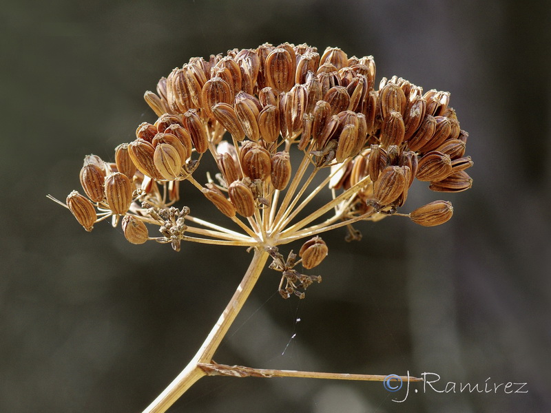 Ferula communis catalaunica.30