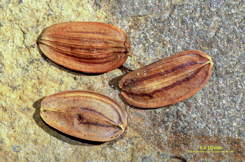 Ferula communis catalaunica.33