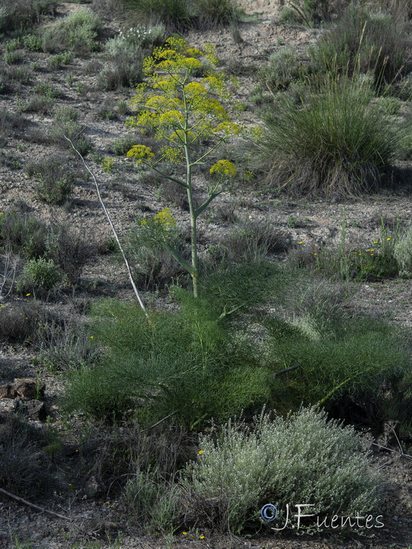 Ferula communis catalaunica.26