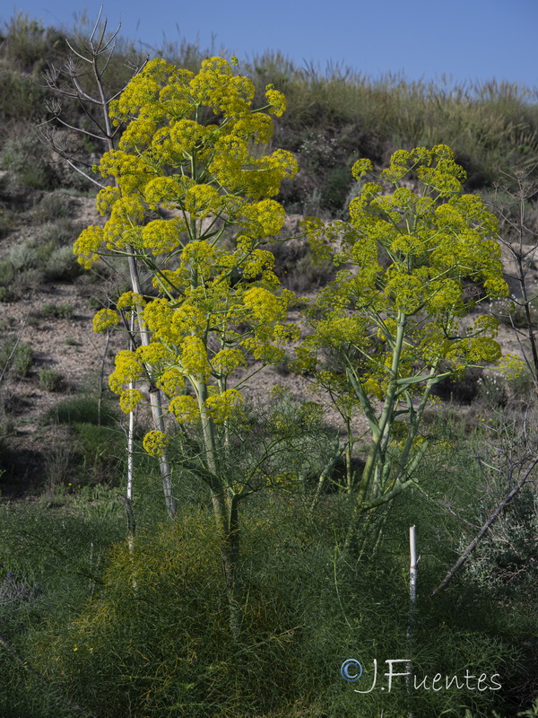 Ferula communis catalaunica.35
