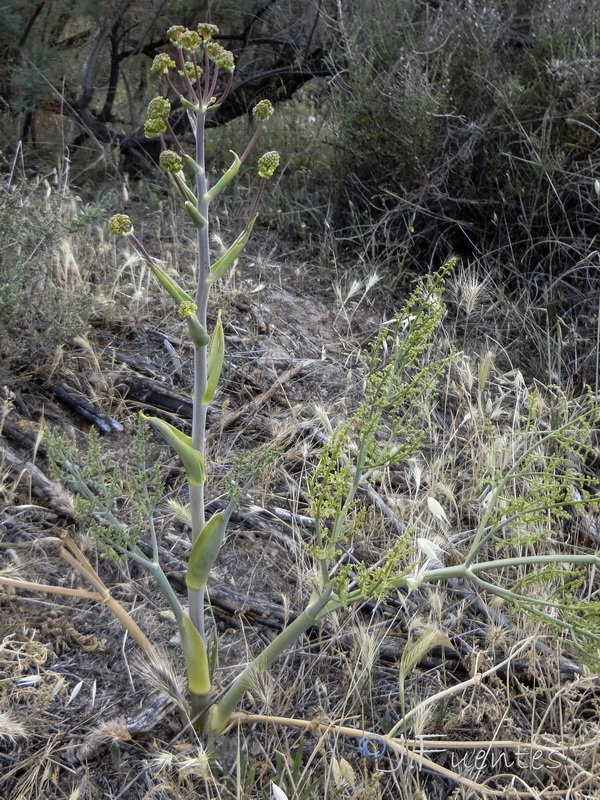 Ferula loscosii.01