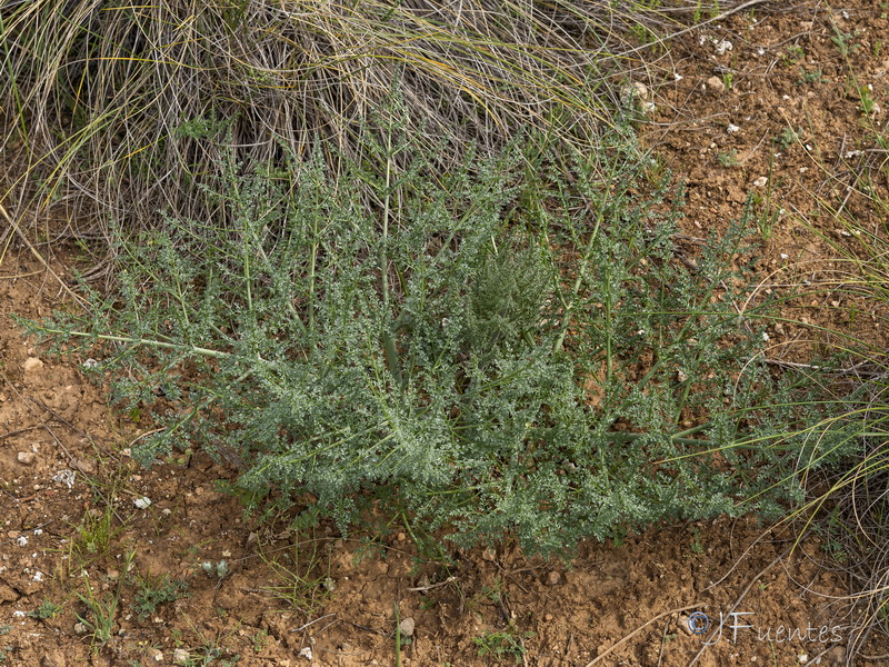 Ferula loscosii.05