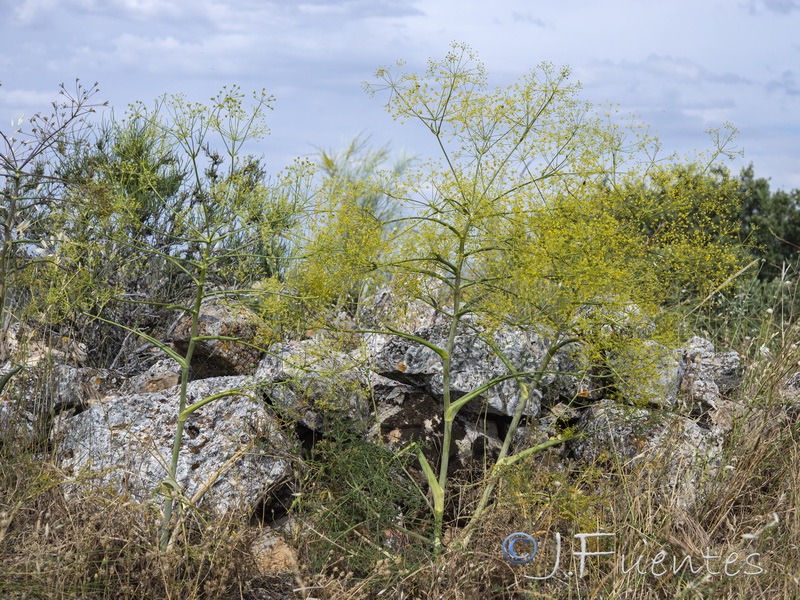 Ferula loscosii.11