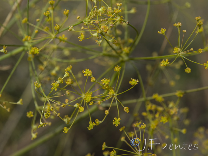 Ferula loscosii.12