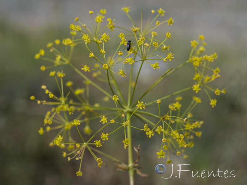 Ferula loscosii.13