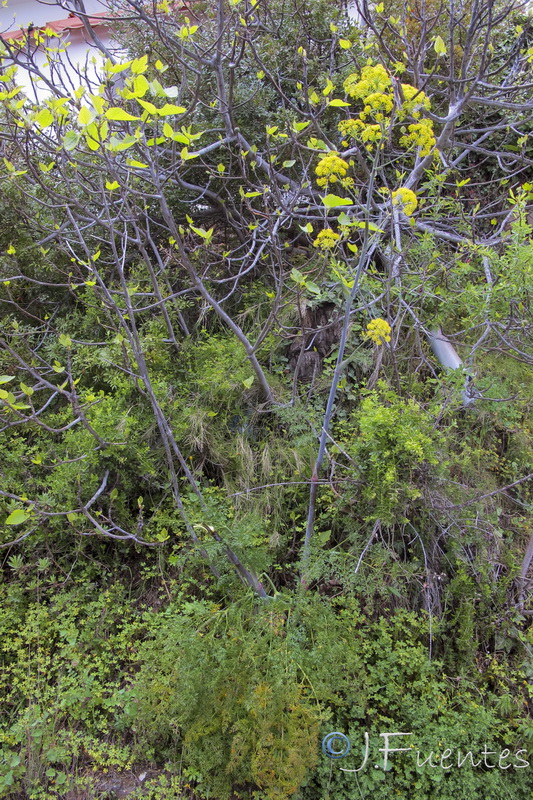 Ferula tingitana.01