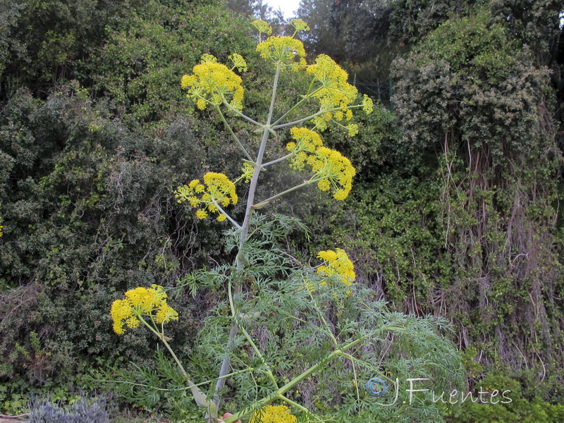 Ferula tingitana.02