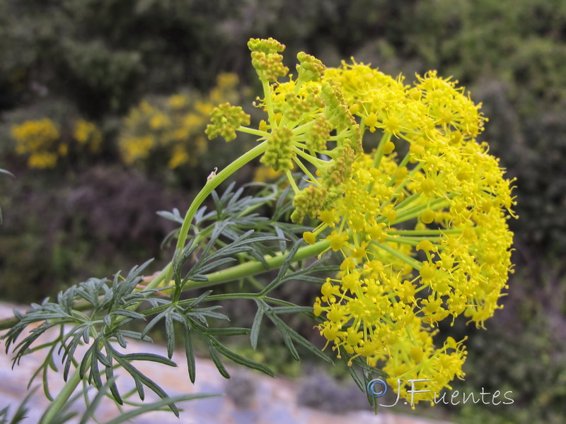 Ferula tingitana.03