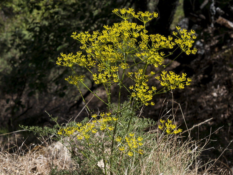 Ferulago granatensis.01
