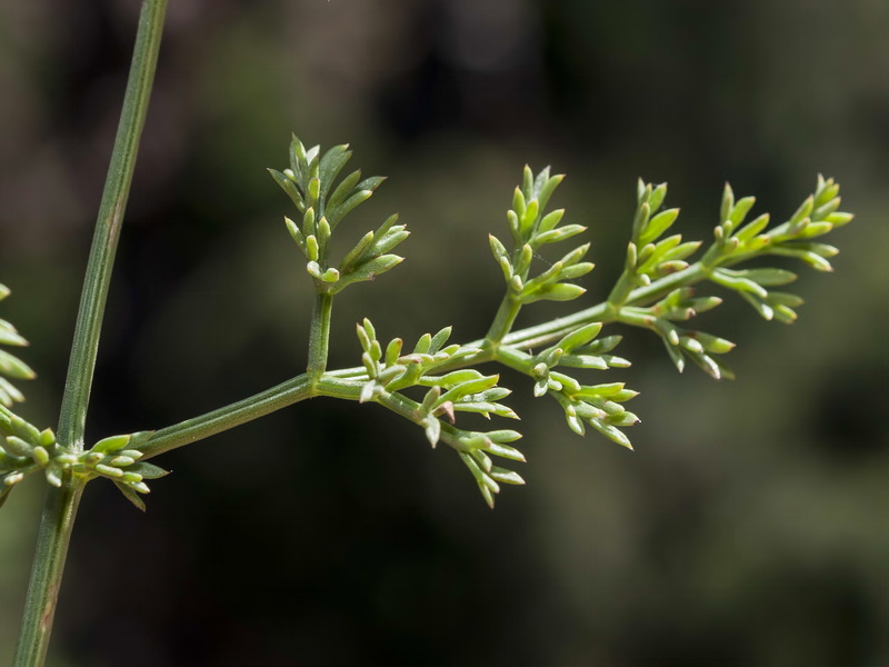 Ferulago granatensis.05