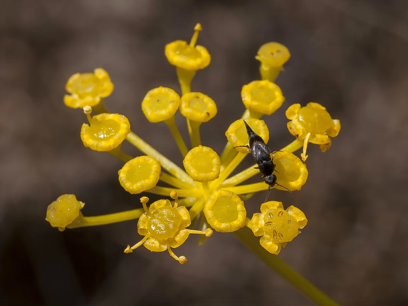 Ferulago granatensis.11