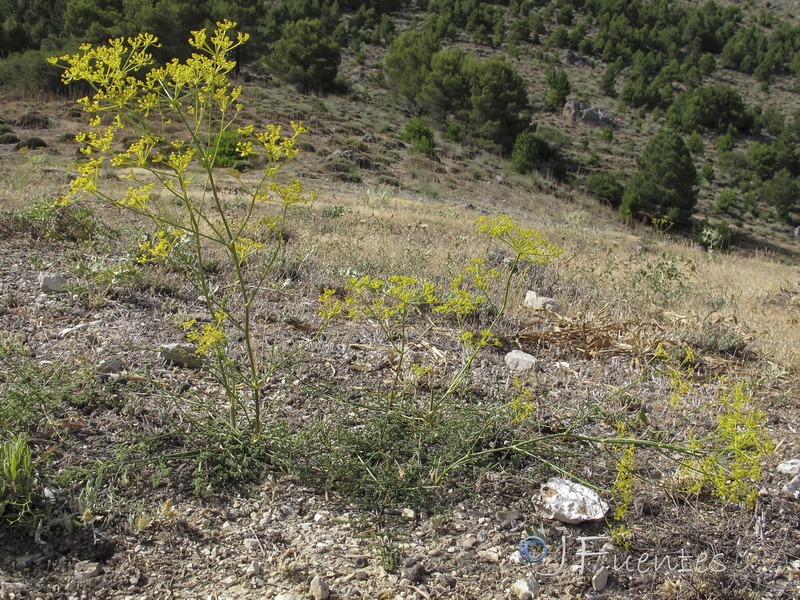 Ferulago granatensis.17