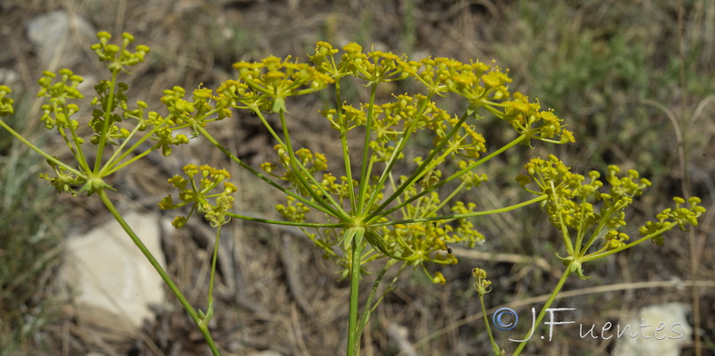 Ferulago granatensis.31
