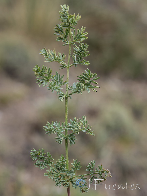 Ferulago granatensis.32