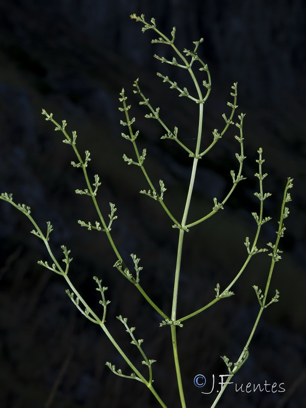 Ferulago granatensis.52