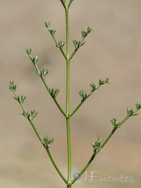 Ferulago ternatifolia.08