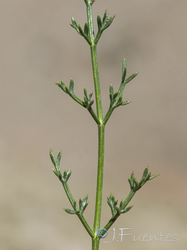 Ferulago ternatifolia.10