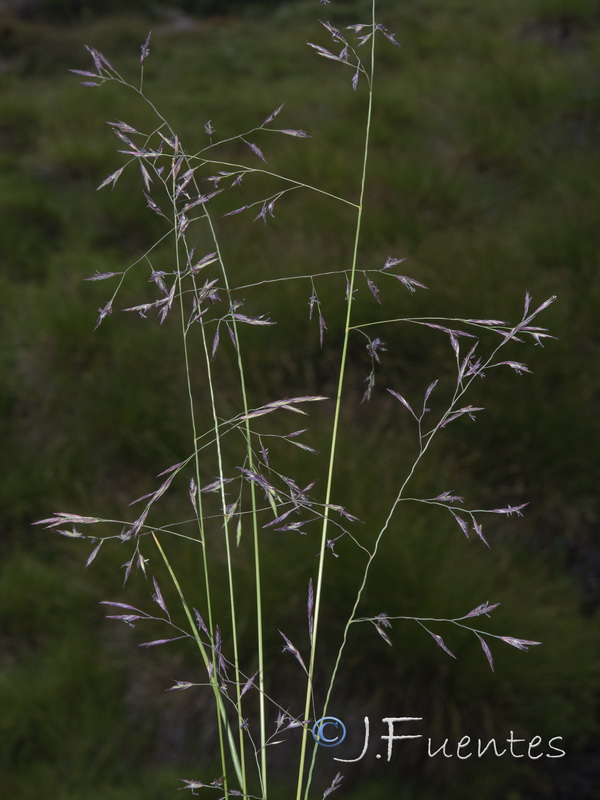 Festuca ampla ampla.01