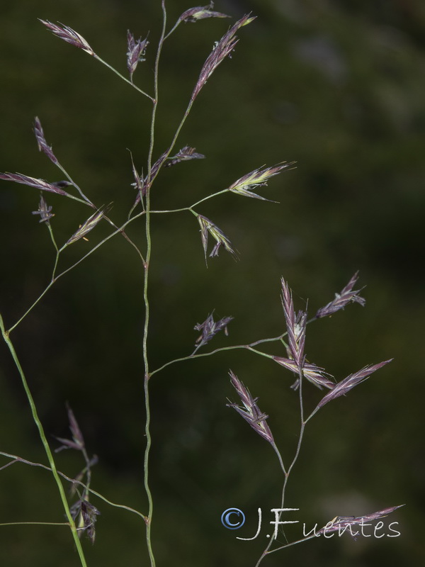 Festuca ampla ampla.02