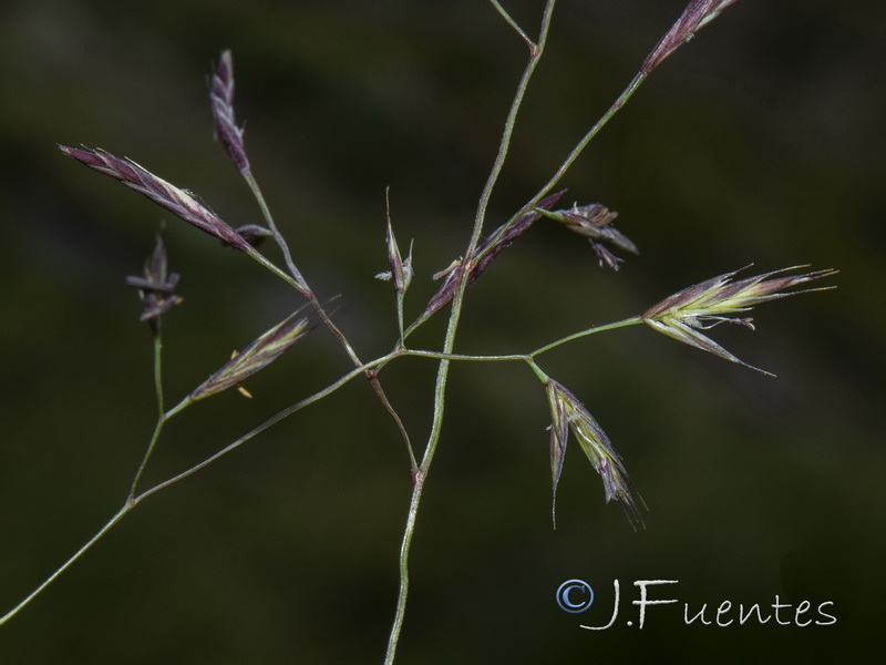 Festuca ampla ampla.03