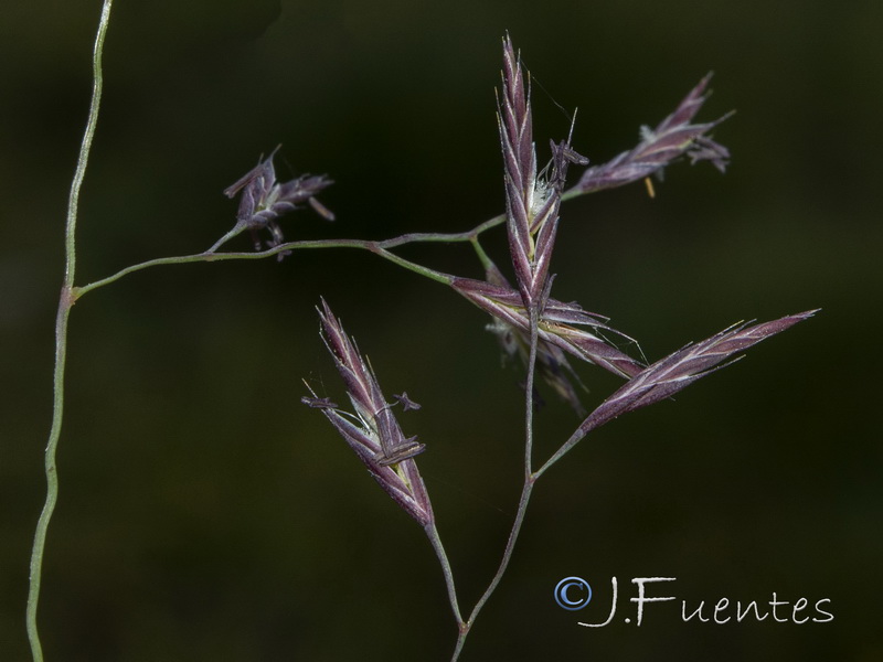 Festuca ampla ampla.04