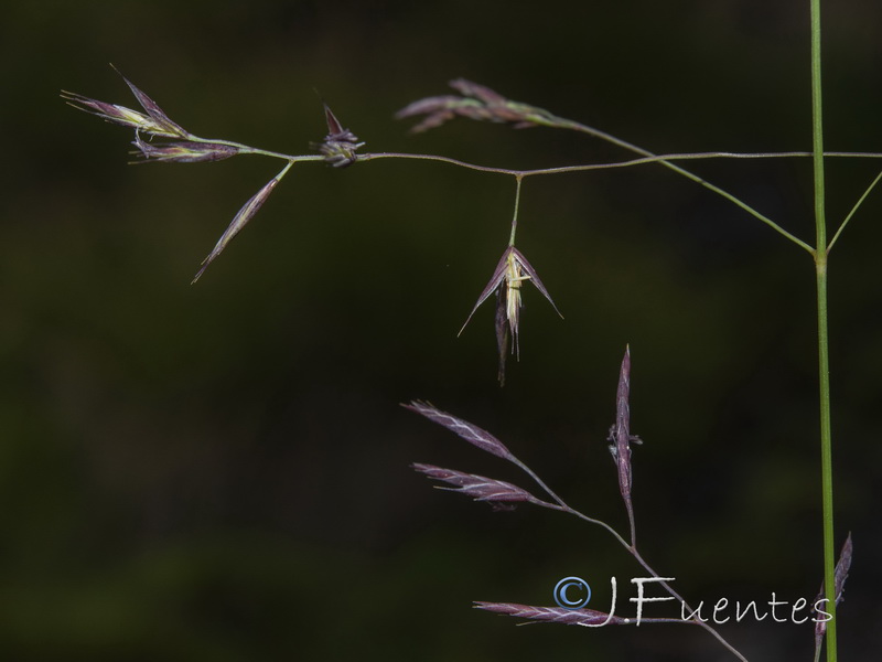 Festuca ampla ampla.05
