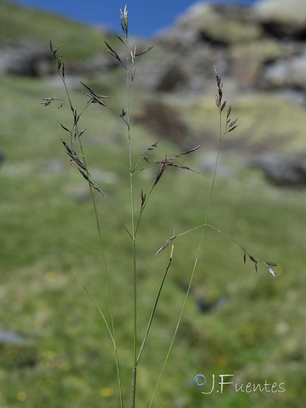 Festuca ampla ampla.07